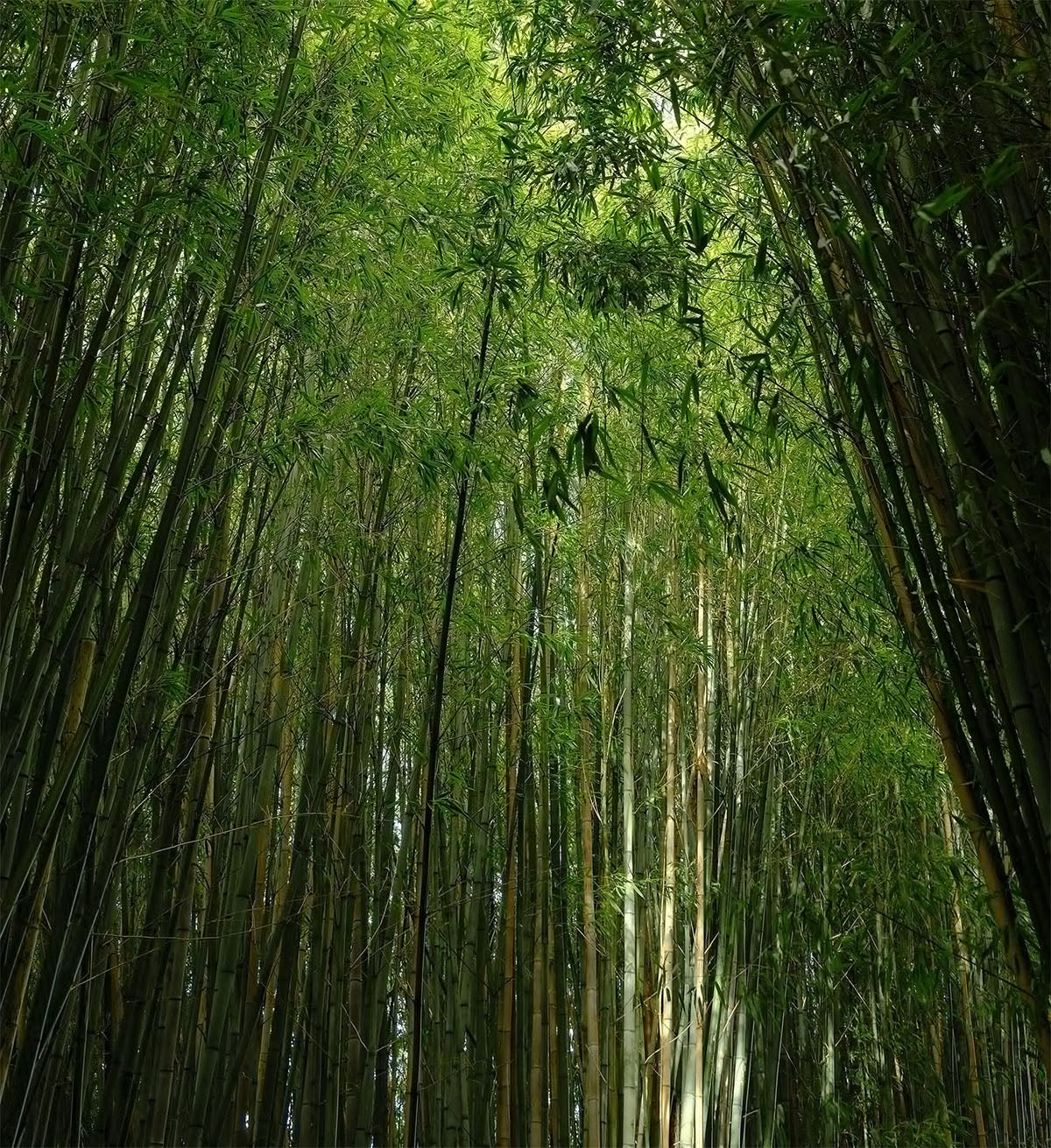 Our Sustainable Plantation